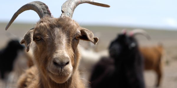 Public Consultation on SFA x ICCAW Goat Welfare Code of Practice now open…